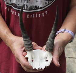 6 inch Mountain Reedbuck Horns on a skull plate for Cabin Decor for $50