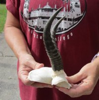 6-3/4 inch Mountain Reedbuck Horns on a skull plate for Cabin Decor for $55
