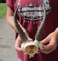 7-1/2 inch Mountain Reedbuck Horns on a skull plate for Cabin Decor for $55