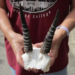 6-1/2 inch Mountain Reedbuck Horns on a skull plate for Cabin Decor for $55