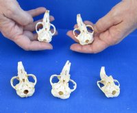 Five piece lot of Muskrat TOP Skulls only, 2-1/2 inches for $45/lot