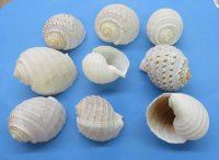 Wholesale Tonna Tessellata Spotted Tun Shells 4 to 4-7/8  inch - 12 pieces @ $1.80 each