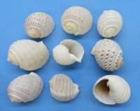 Wholesale Tonna Tessellata Spotted Tun Shells 4 to 4-7/8  inch - 72 pcs @ $1.55 each