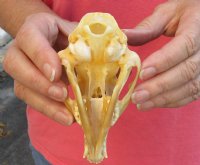 #2 Grade Red Fox Skull measuring 4-1/2 inches long. You are buying the skull pictured for $25