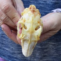 Jack rabbit skull for sale (oily/discolored) measuring 3-3/4 inches long for $23.00