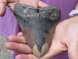 Huge Megalodon Fossil Shark Tooth (Carcharocles megalodon) measuring 6 inches long for $350.00 (Signature Required)