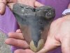 Huge Megalodon Fossil Shark Tooth (Carcharocles megalodon) measuring 6 inches long - You are buying the one in the picture for $350.00 (Signature Required)