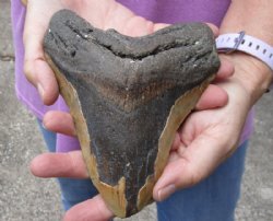 Huge Megalodon Fossil Shark Tooth (Carcharocles megalodon) measuring 6 inches long for $475.00 (Signature Required)