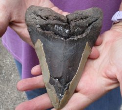 Huge Megalodon Fossil Shark Tooth (Carcharocles megalodon) measuring 6-1/8 inches long for $475.00 (Signature Required)