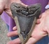 Huge Megalodon Fossil Shark Tooth (Carcharocles megalodon) measuring 6-1/8 inches long - You are buying the one in the picture for $475.00 (Signature Required)