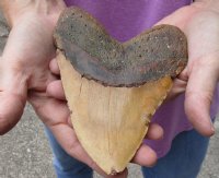 One Huge Megalodon Fossil Shark Tooth (Carcharocles megalodon) measuring 5-7/8 inches long for $295.00