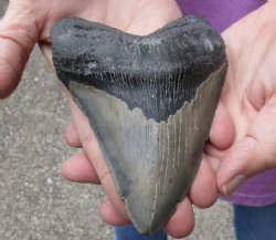 One Huge Megalodon Fossil Shark Tooth (Carcharocles megalodon) measuring 5-1/4 inches long  for $225.00