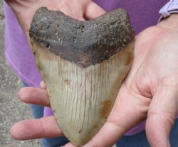 One Huge Megalodon Fossil Shark Tooth (Carcharocles megalodon) measuring 5-5/8 inches long for $295.00