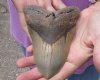 One Huge Megalodon Fossil Shark Tooth (Carcharocles megalodon) measuring 5-1/4 inches long - You are buying the one in the picture for $225.00