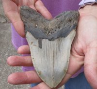 One Huge Megalodon Fossil Shark Tooth (Carcharocles megalodon) measuring 5-1/4 inches long for $225.00