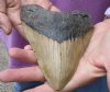 One Huge Megalodon Fossil Shark Tooth (Carcharocles megalodon) measuring 5-1/2 inches long - You are buying the one in the picture for $295.00
