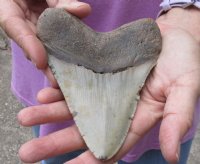 One Huge Megalodon Fossil Shark Tooth (Carcharocles megalodon) measuring 5 inches long for $225.00