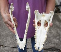 <font color=red>REDUCED PRICE - SALE!</font> Nile crocodile skull from Africa measuring 13 inches long and 5-3/4 inches wide (off white in color) for $125 (Cites #223756) (minor damaged nose)