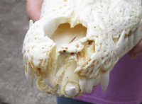 <font color=red>REDUCED PRICE - SALE!</font> Nile crocodile skull from Africa measuring 13 inches long and 5-3/4 inches wide (off white in color) for $125 (Cites #223756) (minor damaged nose)