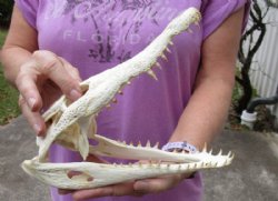 <font color=red>REDUCED PRICE - SALE!</font> Nile crocodile skull from Africa measuring 10-1/4 inches long and 4-1/2 inches wide (off white in color) for $75 (Cites #223756) (minor damage on back piece)