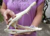 Nile crocodile skull from Africa measuring 10-1/4 inches long and 4-1/2 inches wide (off white in color) - you are buying the Nile crocodile skull pictured for $130 (Cites #223756) (minor damage on back piece)