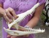 Nile crocodile skull from Africa measuring 10-1/2 inches long and 4-3/4 inches wide (off white in color) - you are buying the Nile crocodile skull pictured for $145 (Cites #223756) (missing some teeth)