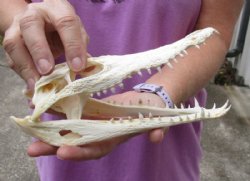 <font color=red>REDUCED PRICE - SALE!</font> Nile crocodile skull from Africa measuring 8-1/2 inches long and 3-1/4 inches wide (off white in color) for $75 (Cites #223756) (minor damage on back piece)