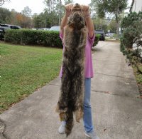 58 inches soft tanned coyote pelt, hide, skin for sale - you are buying the pelt pictured for $129.00