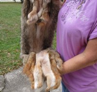 58 inches soft tanned coyote pelt, hide, skin for sale - you are buying the pelt pictured for $129.00