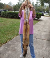 Red Fox fur pelt, tanned hide for sale, measuring 48 inches long - You are buying the pelt shown for $85.00