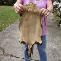 #2 grade North American Skunk fur pelt, tanned hide for sale, measuring 26 inches long - You are buying the hide shown for $28.00 (holes)