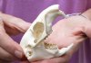 A-Grade North American Groundhog Skull (Woodchuck) measuring 3-1/2 inches long and 2-1/4 inches wide - You will receive the skull in the photo for $30