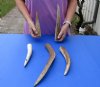 5 piece lot of Elk (Cervus canadensis) antlers pieces and tips measuring approximately 7 to 18 inches tall weighing 2.25 pounds.  You are buying the elk antler pieces and tips pictured for $85/lot