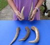 5 piece lot of Elk (Cervus canadensis) antlers pieces and tips measuring approximately 7 to 15 inches tall weighing 2.55 pounds.  You are buying the elk antler pieces and tips pictured for $90/lot