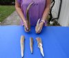 5 piece lot of Elk (Cervus canadensis) antlers pieces and tips measuring approximately 6 to 15 inches tall weighing 2.25 pounds.  You are buying the elk antler pieces and tips pictured for $85/lot