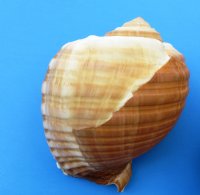 7 inches wholesale tonna galea, giant tun shells, for seashell centerpieces - 2 pieces @ $7.50  each