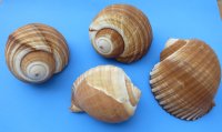 6" Wholesale Tonna olearium, tonna galea or tun shells - 3 pieces @ $4.50 each
