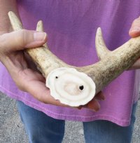 13" tall Barasingha (rucervus duvaucelii), also known as  "swamp deer" antler piece weighing 1.80 pounds.   You are buying the antler piece pictured for $60