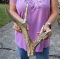 14" tall Barasingha (rucervus duvaucelii), also known as  "swamp deer" antler piece weighing 1.75 pounds.   You are buying the antler piece pictured for $60