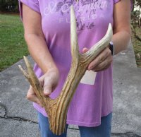 14" tall Barasingha (rucervus duvaucelii), also known as  "swamp deer" antler piece weighing 1.75 pounds.   You are buying the antler piece pictured for $60