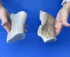 2 piece lot of Elk (Cervus canadensis) antler cut pieces measuring approximately 6-3/4 and 7-1/4 inches.  You are buying the elk antler cut pieces pictured for $50/lot