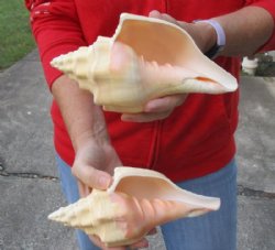 2 pc lot of Chank Shells, Turbinella angulata measuring 8 and 8-1/2 inches - For Sale for $23/lot