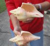 2 pc lot of Chank Shells, Turbinella angulata measuring 8 and 8-1/2 inches - You will receive the shells in the photo for $23/lot