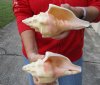 2 pc lot of Chank Shells, Turbinella angulata measuring 8-1/2 inches - You will receive the shells in the photo for $23/lot