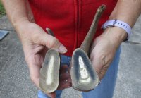 2 piece lot of Russian Tur horn tip pieces measuring approximately 9 and 11 inches tall weighing .95 pounds.  You are buying the tip pieces pictured for $30/lot