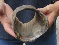 Russian Tur horn cut piece measuring approximately 5x4 inches weighing .7 pounds for $24