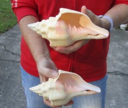 2 pc lot of Chank Shells, Turbinella angulata measuring 7-1/2 and 7-3/4 inches - Buy Now for $18/lot