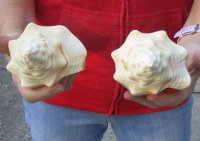 2 pc lot of Chank Shells, Turbinella angulata measuring 7-1/2 and 7-3/4 inches - Buy Now for $18/lot