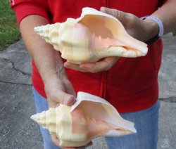 2 pc lot of Chank Shells, Turbinella angulata measuring 7-1/2 and 7-3/4 inches - Available for $18/lot