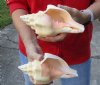2 pc lot of Chank Shells, Turbinella angulata measuring 7-1/2 and 7-3/4 inches - You will receive the shells in the photo for $18/lot